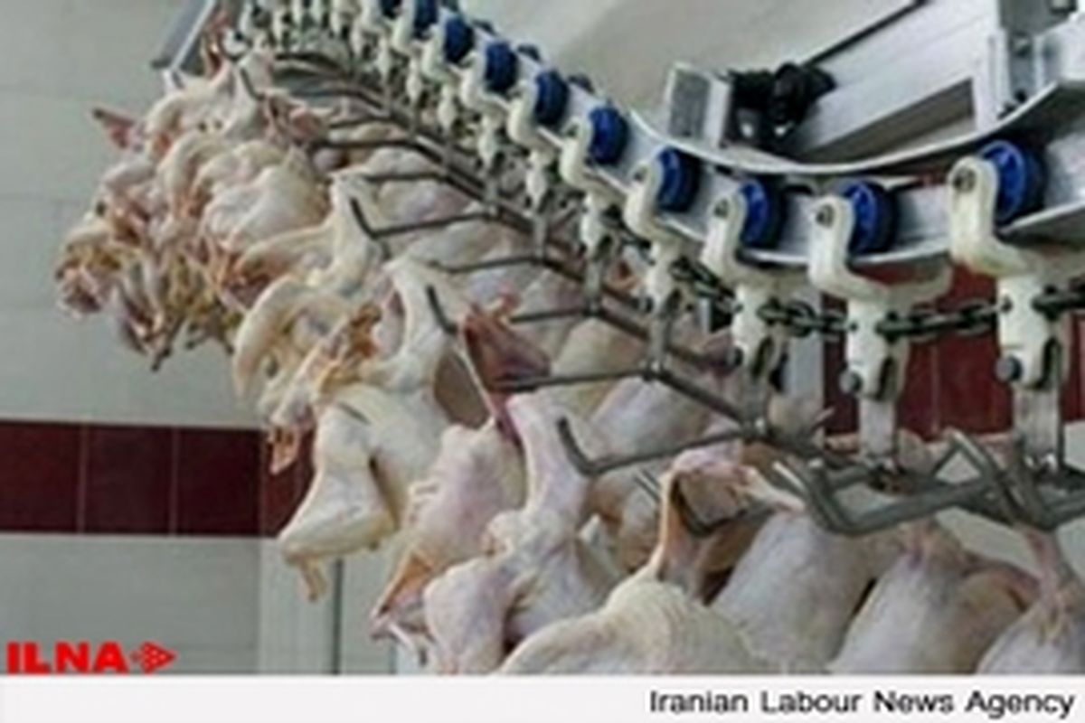 عرضه مرغ سبز کشتار روز در شوشتر