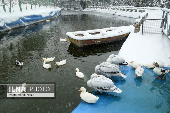 پارک ملت در یک روز برفی