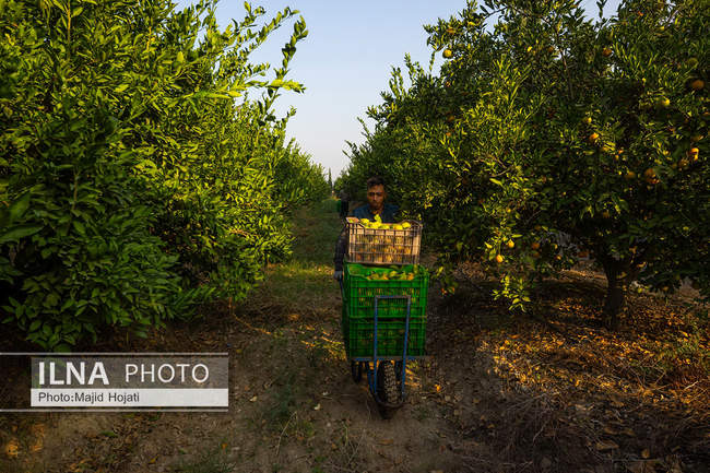 برداشت نارنگی از باغات هاشم‌آباد گرگان