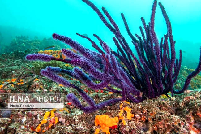بهشت مرجانی در اعماق دریای عمان 