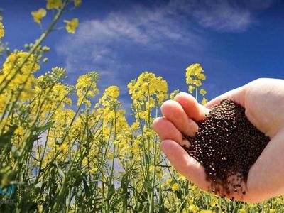 برداشت 850 تن دانه‌های روغنی از سطح زمین‌های کشاورزی استان مرکزی 