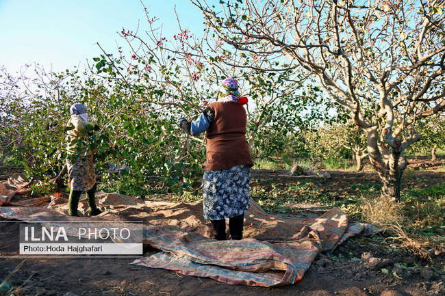 برداشت پسته از باغات نیشابور