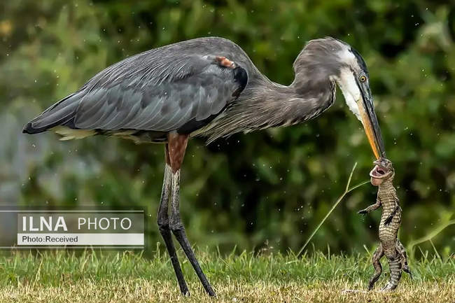 تصاویری از یک حواصیل در حال وارد کردن آخرین ضربات به یک بچه‌ تمساح