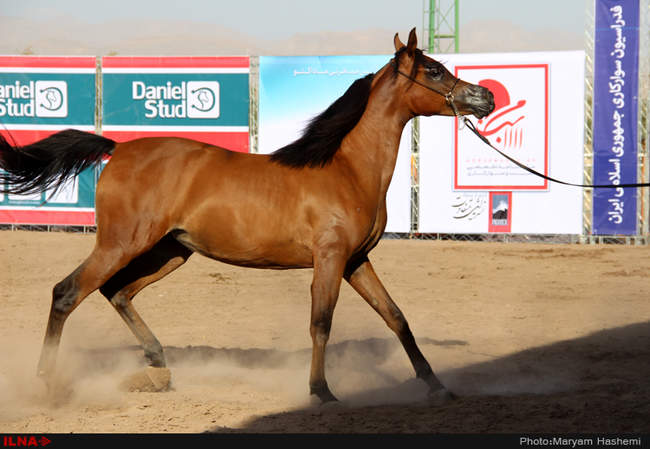 هفتمین دوره مسابقات زیبایی کشور جام ( پادرون ال فرید )