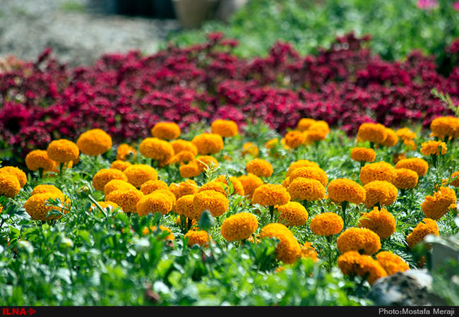 باغ گلهای شهر اصفهان
