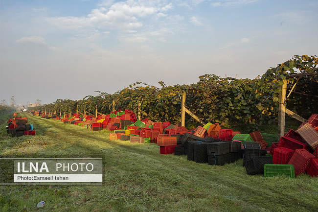 کار و امید، قصه زنان باغ کیوی