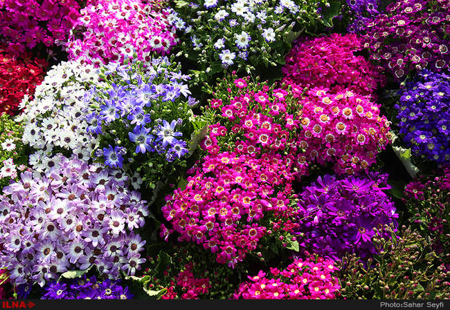 بازار گل و گیاه تهران در آستانه نوروز