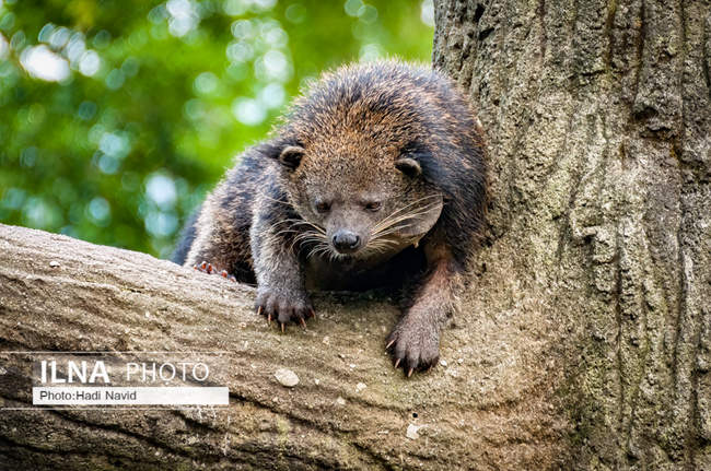 باغ وحش تایپینگ در مالزی