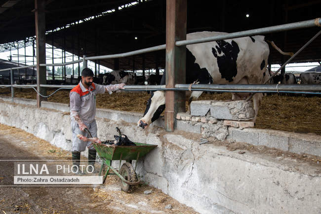 بزرگترین واحد پرورش گاو شیری شمال کشور