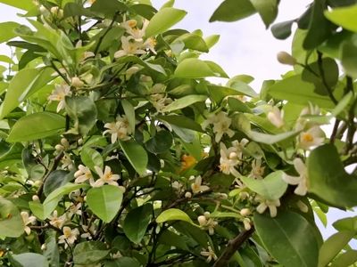 برداشت بهار نارنج در فارس آغاز شد