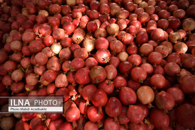 آغاز فصل برداشت انار در روستای محمود آباد
