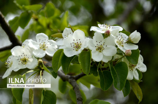 شکوفه های بهاری /  رودبار گیلان