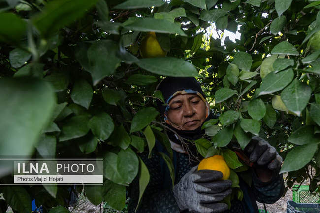 برداشت نارنگی از باغات هاشم‌آباد گرگان