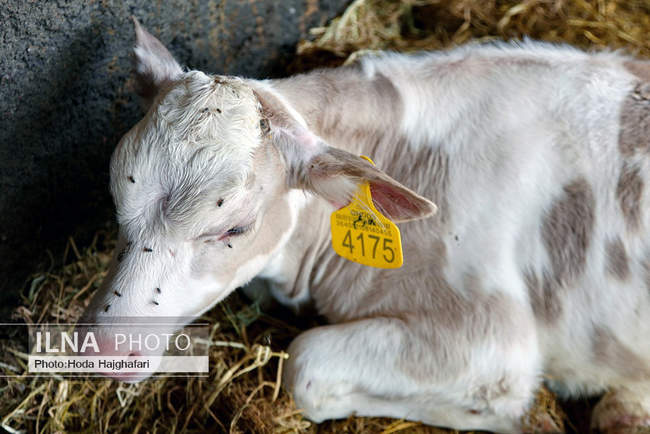 تولید در مسیر پیشرفت مناطق محروم
