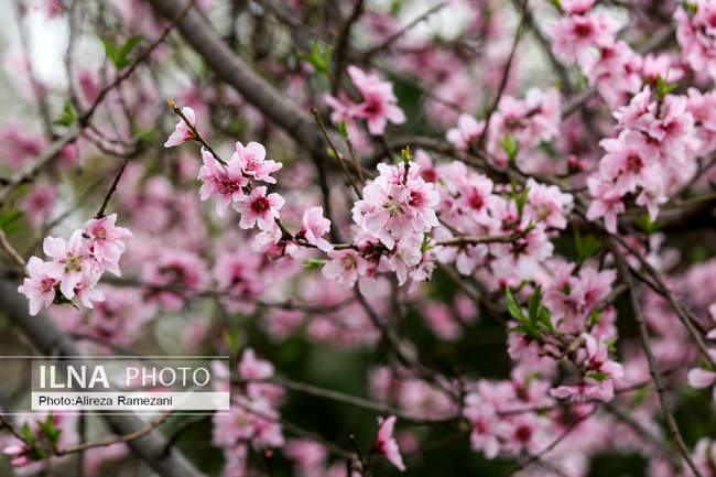 تهران بهاری