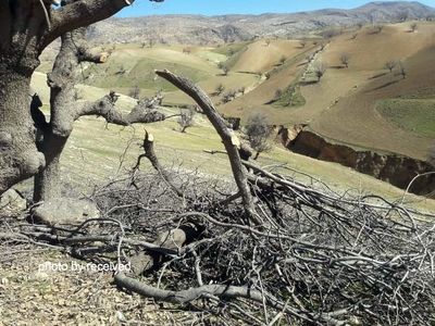 افزایش روند تخریب جنگل‌های بلوط در خوزستان/ هرس درختان، بهانه سوداگران ذغال+ تصاویر