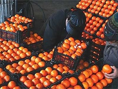 3000 تن مرکبات تنظیم بازار در ساری ذخیره شد