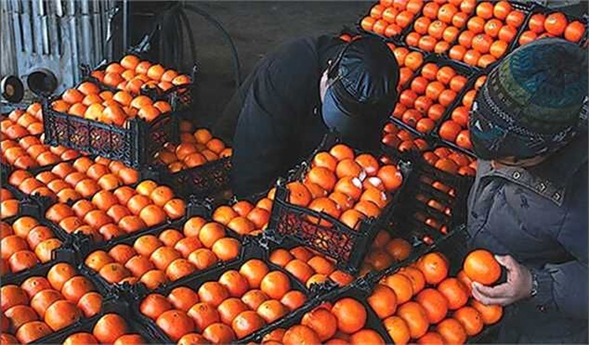 3000 تن مرکبات تنظیم بازار در ساری ذخیره شد
