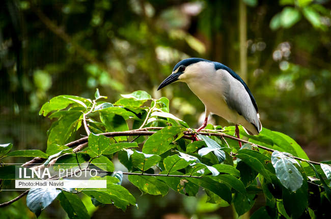 باغ وحش تایپینگ در مالزی