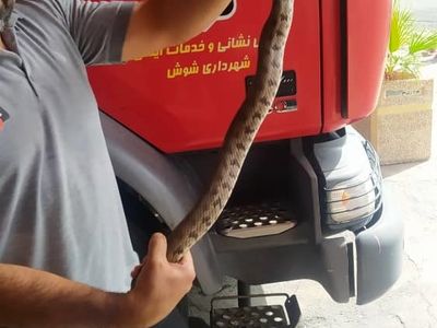 افعی سمی، در چنگال آتش‌نشان شوشی