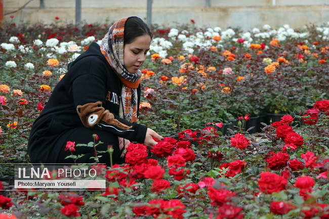 دهکده رزهای هلندی در صوفیان 