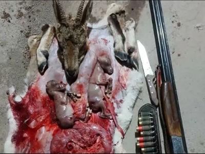 شکار بی‌رحمانه بز وحشی آبستن در طارم سفلی قزوین