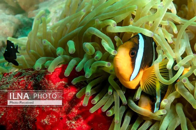 بهشت مرجانی در اعماق دریای عمان 