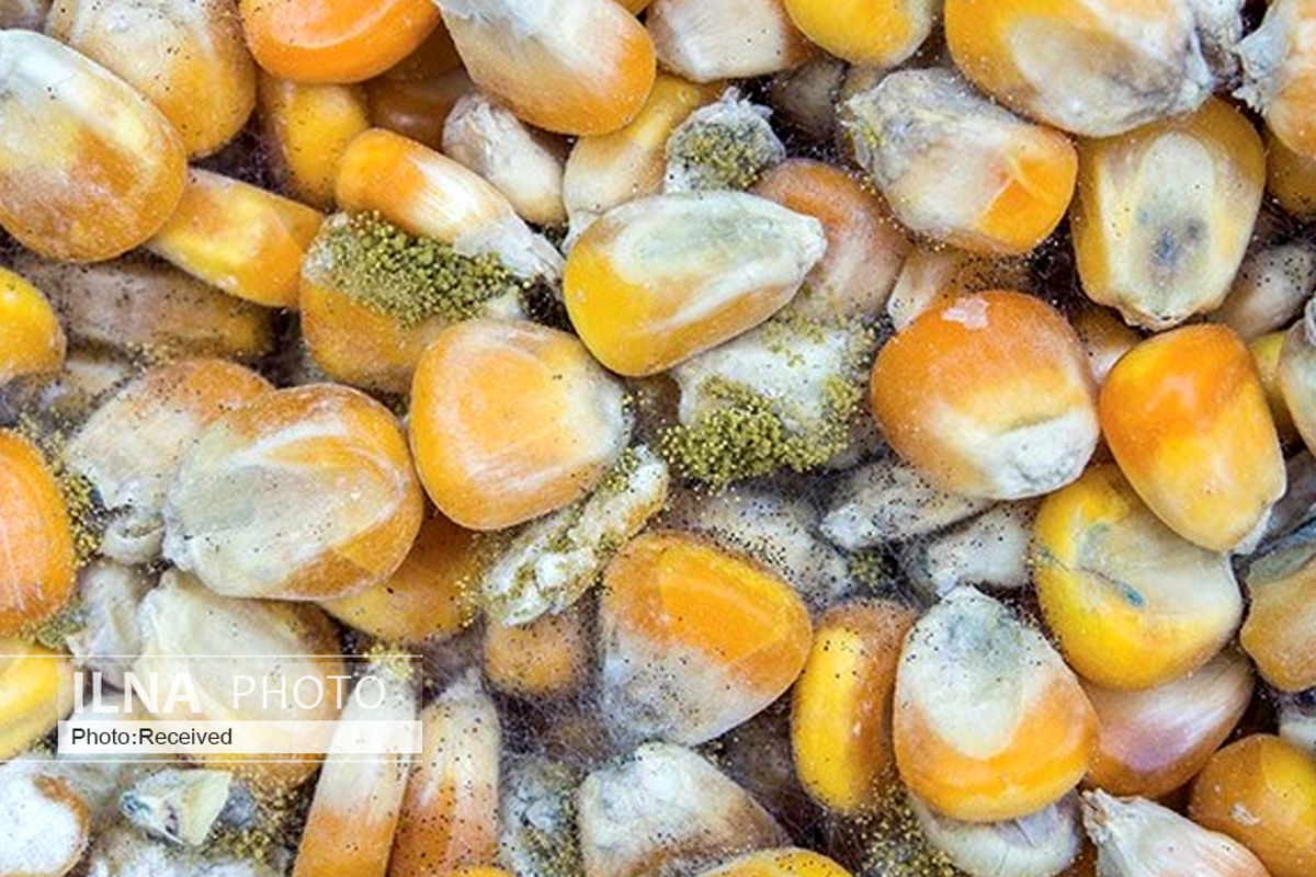 ذرت‌ها در انبارهای غیراستاندارد بنادر آلوده شدند/ احتمال وجود سم از کشور مبدا ضعیف است/ اجازه ورود محموله به چرخه تولید را نمی‌دهیم