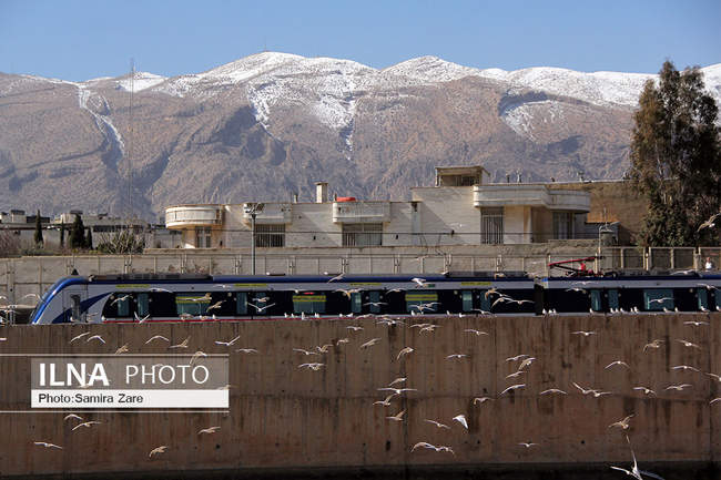 پرندگان مهاجرکاکایی درشیراز