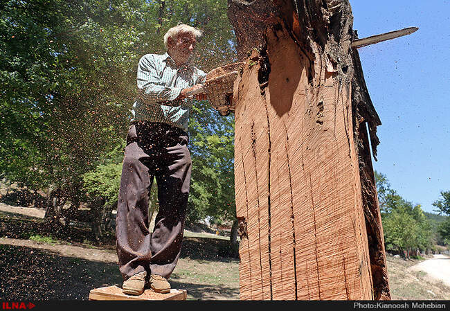 سفر معصومه ابتکار به استان مازندران