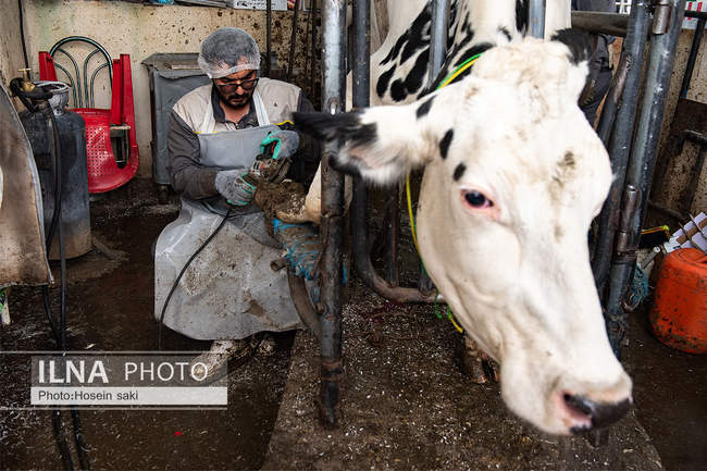 خودکفایی در تولید شیر با تلیسه نمونه