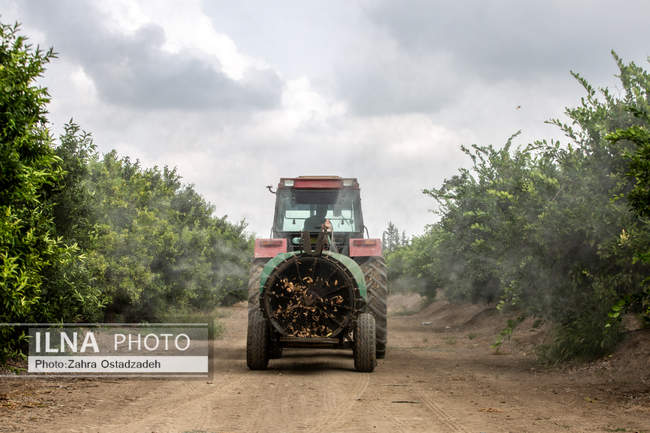 دشت ناز بزرگترین واحد کشت و صنعت مدرن در شمال کشور 