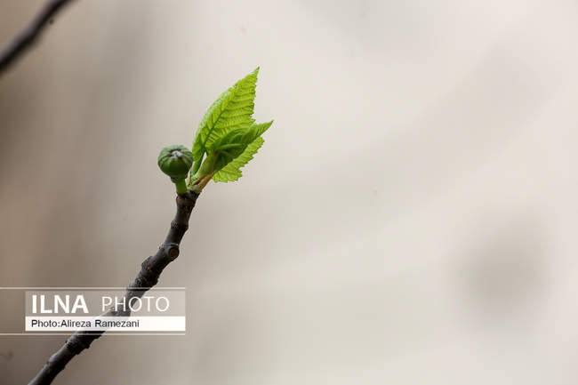 تهران بهاری