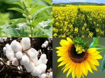 هزار هکتار از اراضی البرز زیر کشت دانه‌های روغنی می‌رود