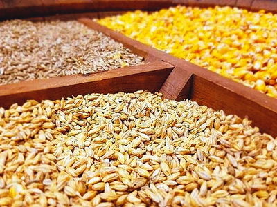 سامانه بازارگاه بستر فساد شد/ فروش نهاده‌های دامی به مرغداران با دو برابر قیمت 
