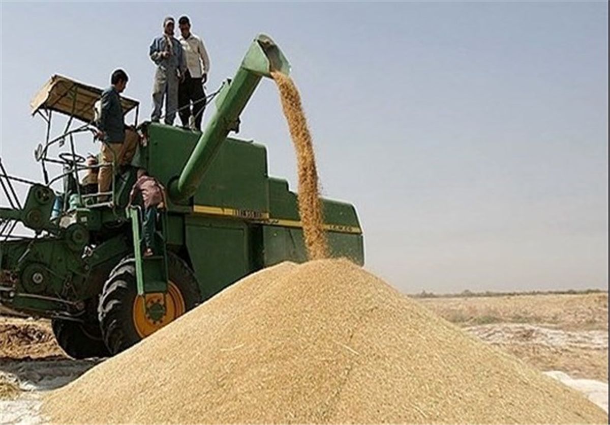 خرید بیش از 5 هزار تن گندم از کشاورزان لرستانی 