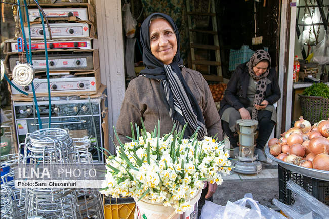 برداشت گل نرگس در شهرستان جویبار