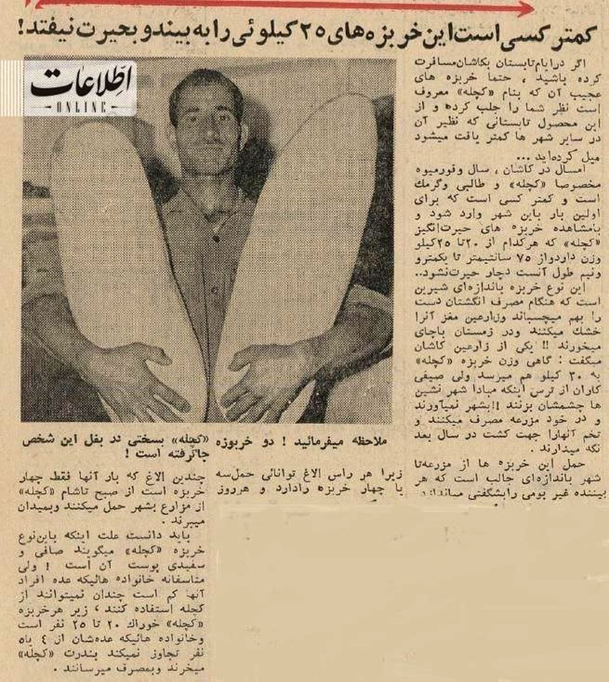 خربزه‌های عجیب ۲۵ کیلویی کاشان وارد بازار شد