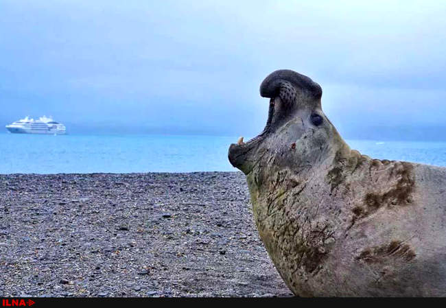 سفری به قطب جنوب