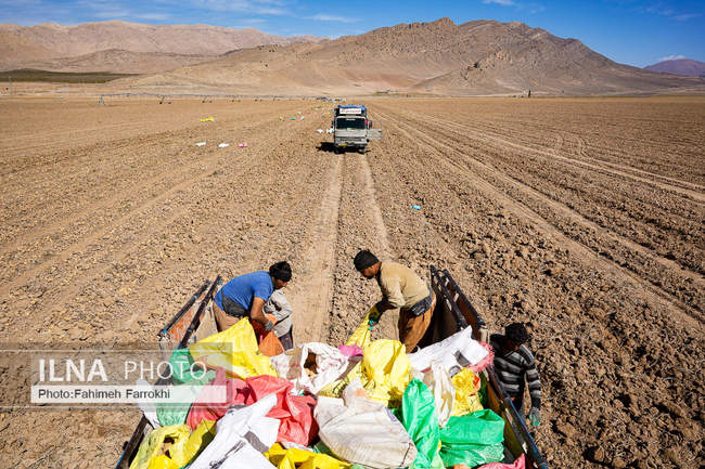 اشتغالزایی در مزارع کشاورزی سیب زمینی فیروزکوه