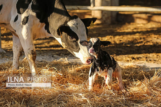 امنیت غذایی کشور از طریق دام و طیور