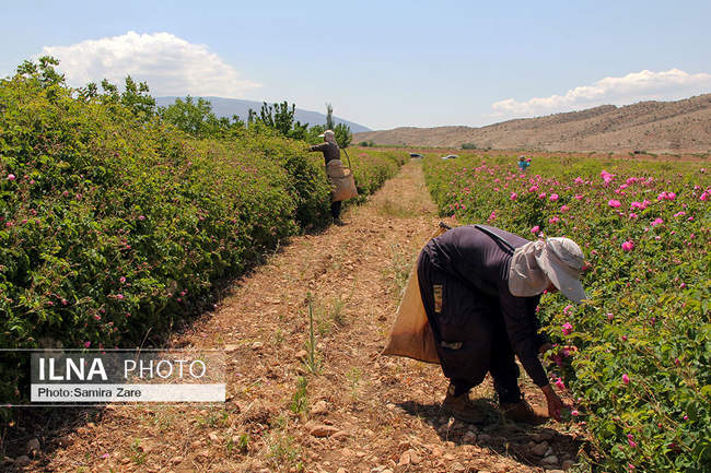 ۸اردیبهشت، روز ملی میمند