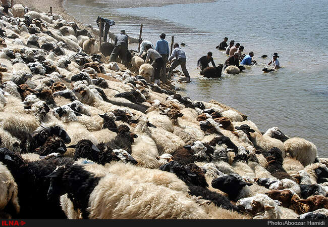 جشنواره سنتی مال شوران-رودبار گیلان
