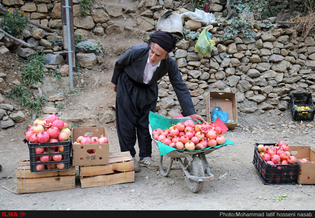 برداشت یاقوت های سرخ از باغات هورامان