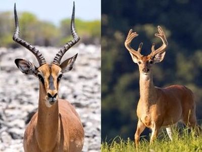 آهو با گوزن چه فرقی دارد؟
