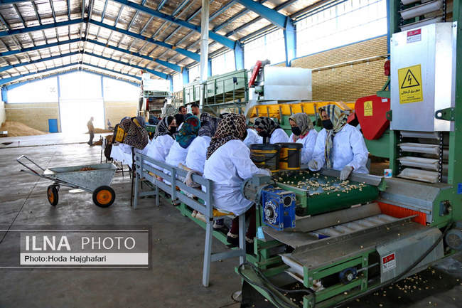 برداشت پسته از باغات نیشابور