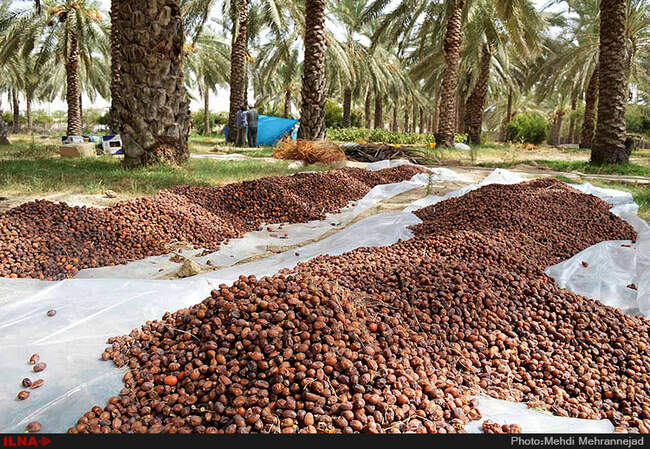 برداشت خرما از نخلستان های جم
