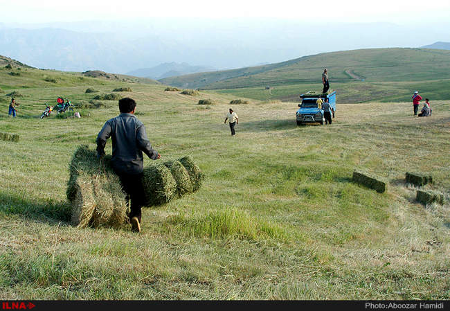 برداشت علوفه زمستانه دام از مراتع شهرستان رودبار 