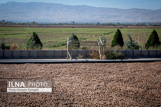 برداشت گردو اصلاح شده با دستگاه مکانیزه 