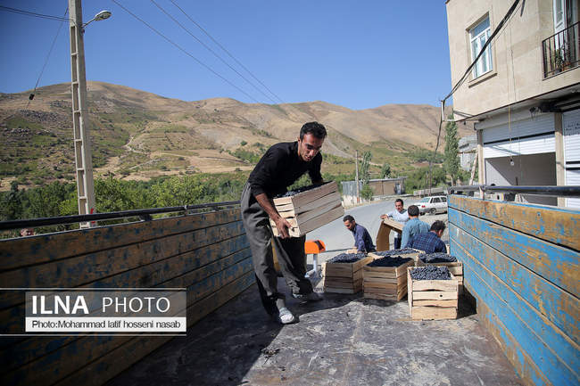آغاز برداشت انگور سیاه در کردستان  - روستای پایگلان در شهرستان سروآبا